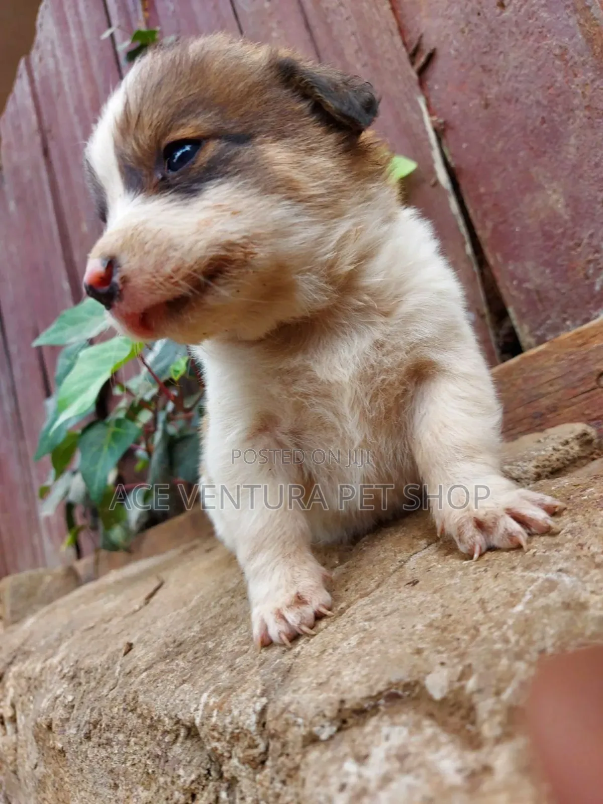 1-3 months Male Purebred Maltese