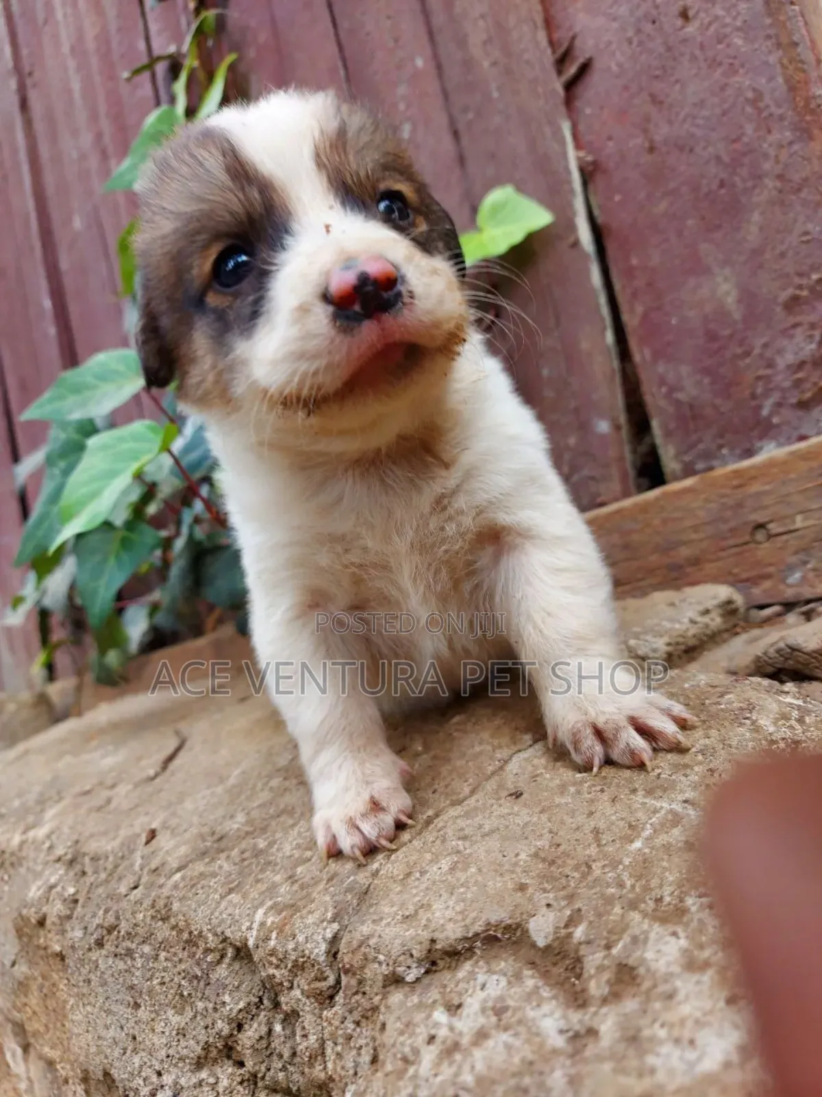 1-3 months Male Purebred Maltese