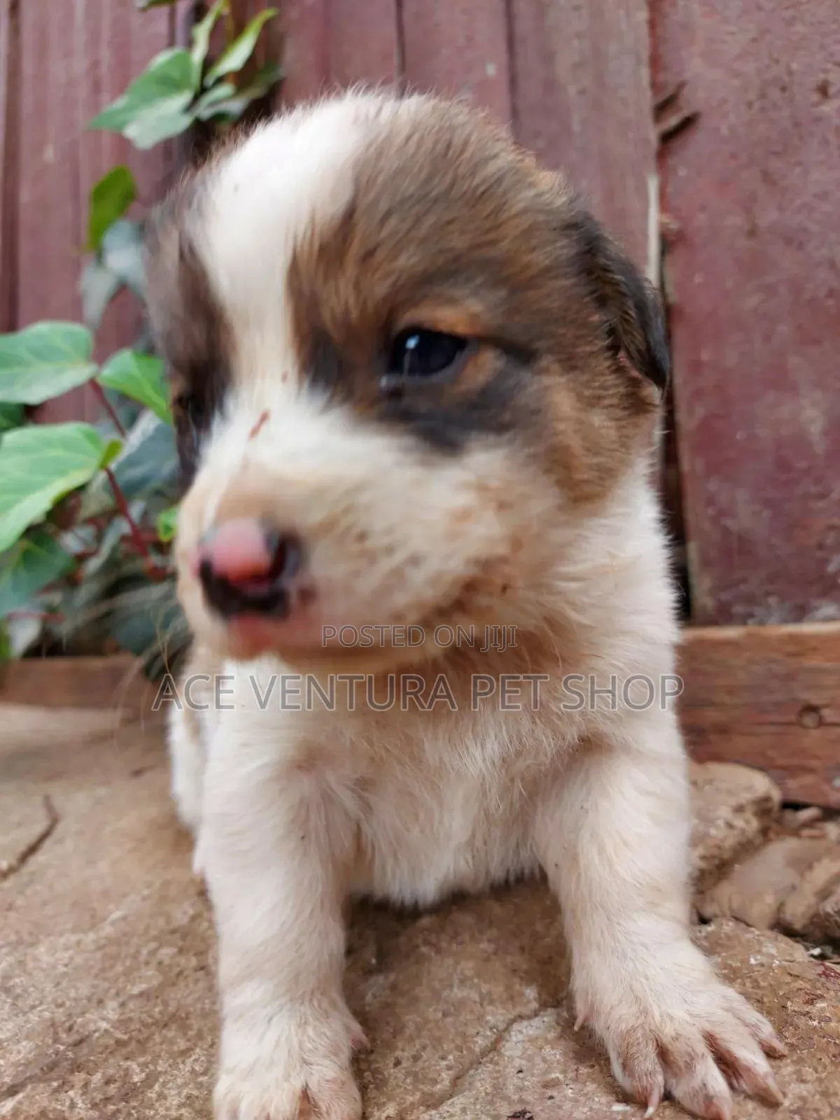 1-3 months Male Purebred Maltese