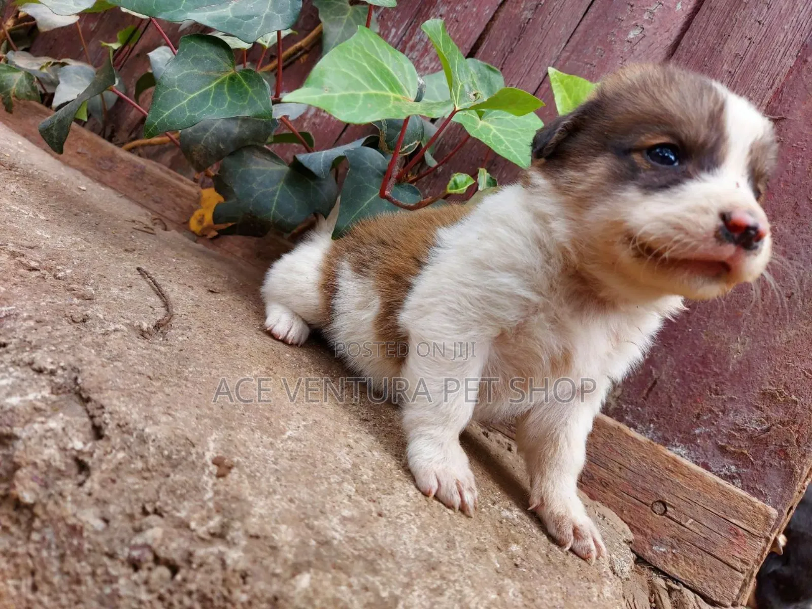 1-3 months Male Purebred Maltese