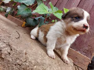 1-3 months Male Purebred Maltese