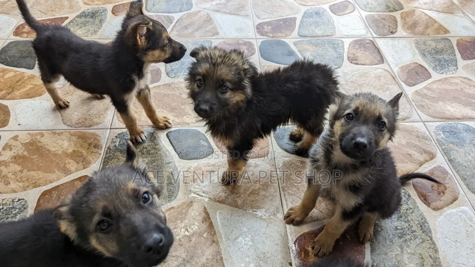 1-3 months Male Purebred German Shepherd