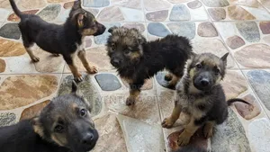 Photo - 1-3 months Male Purebred German Shepherd