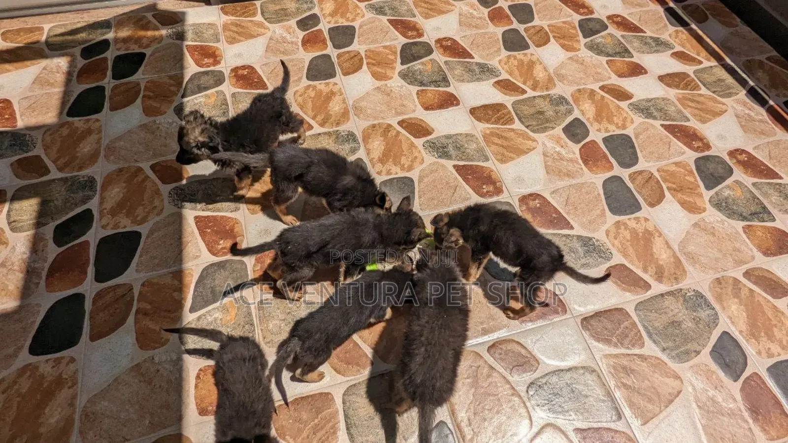 1-3 months Male Purebred German Shepherd