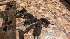 1-3 months Male Purebred German Shepherd