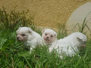 Photo - 1-3 months Male Purebred Maltese