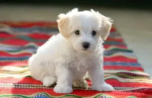 Photo - 1-3 months Male Purebred Maltese