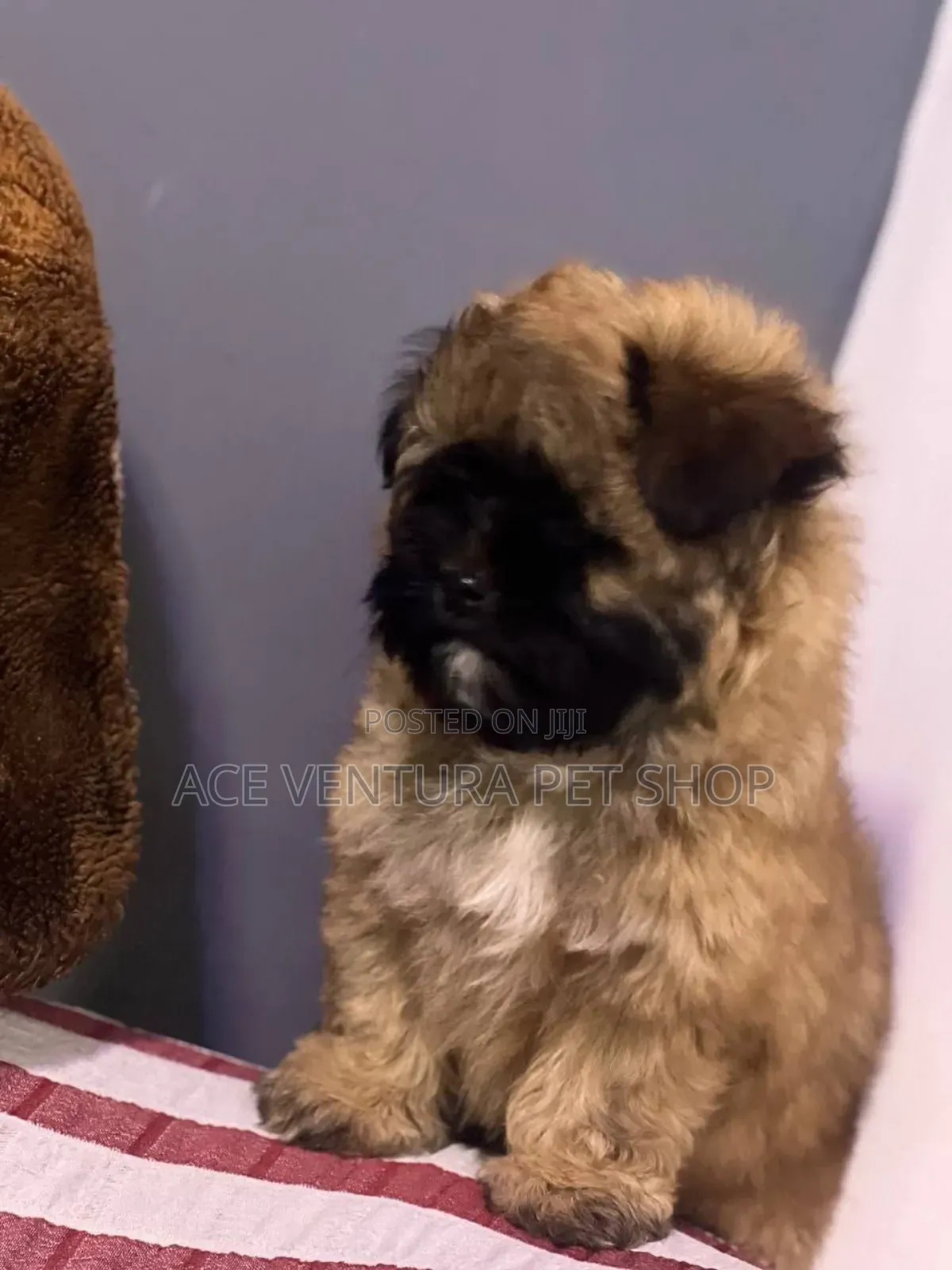 1-3 months Male Purebred Maltese Shih Tzu