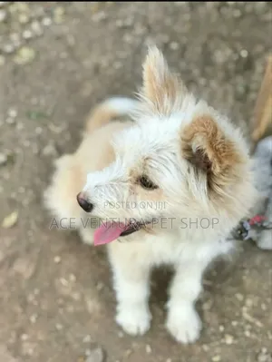 Photo - 3-6 months Male Purebred Maltese