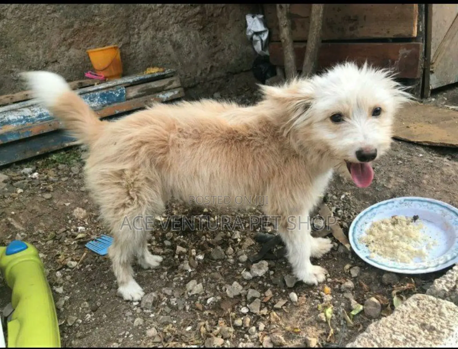 3-6 months Male Purebred Maltese