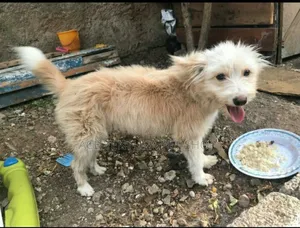 3-6 months Male Purebred Maltese