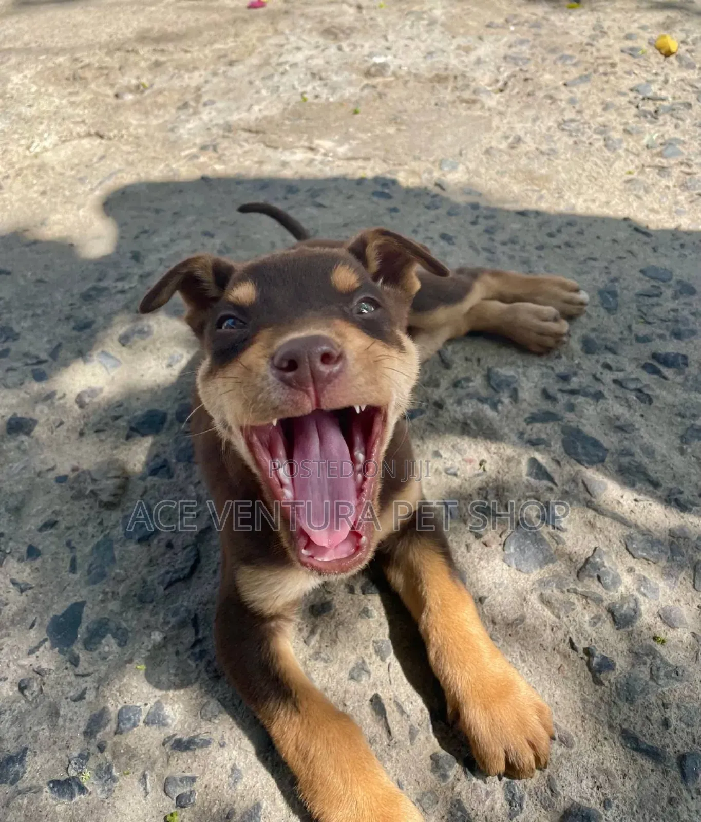 1-3 months Male Purebred American Pit Bull Terrier