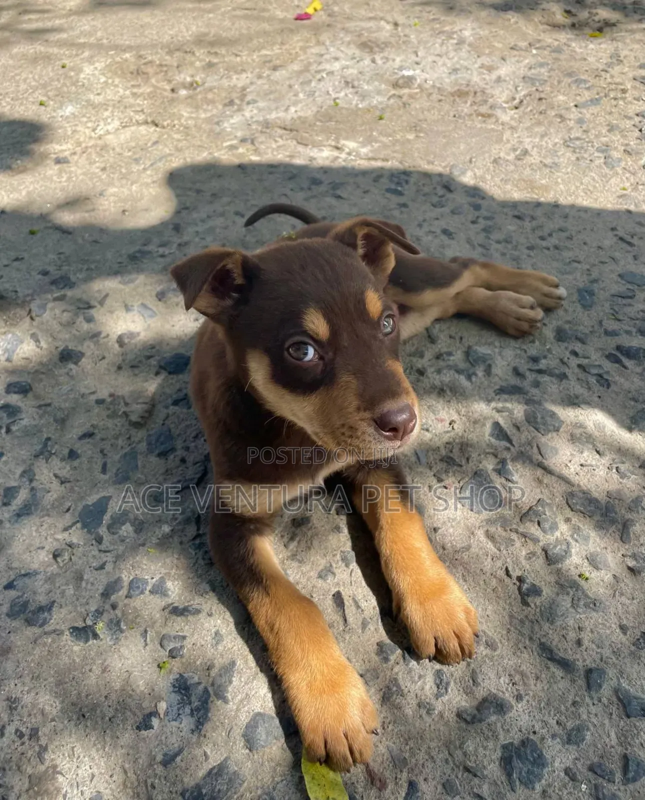 1-3 months Male Purebred American Pit Bull Terrier