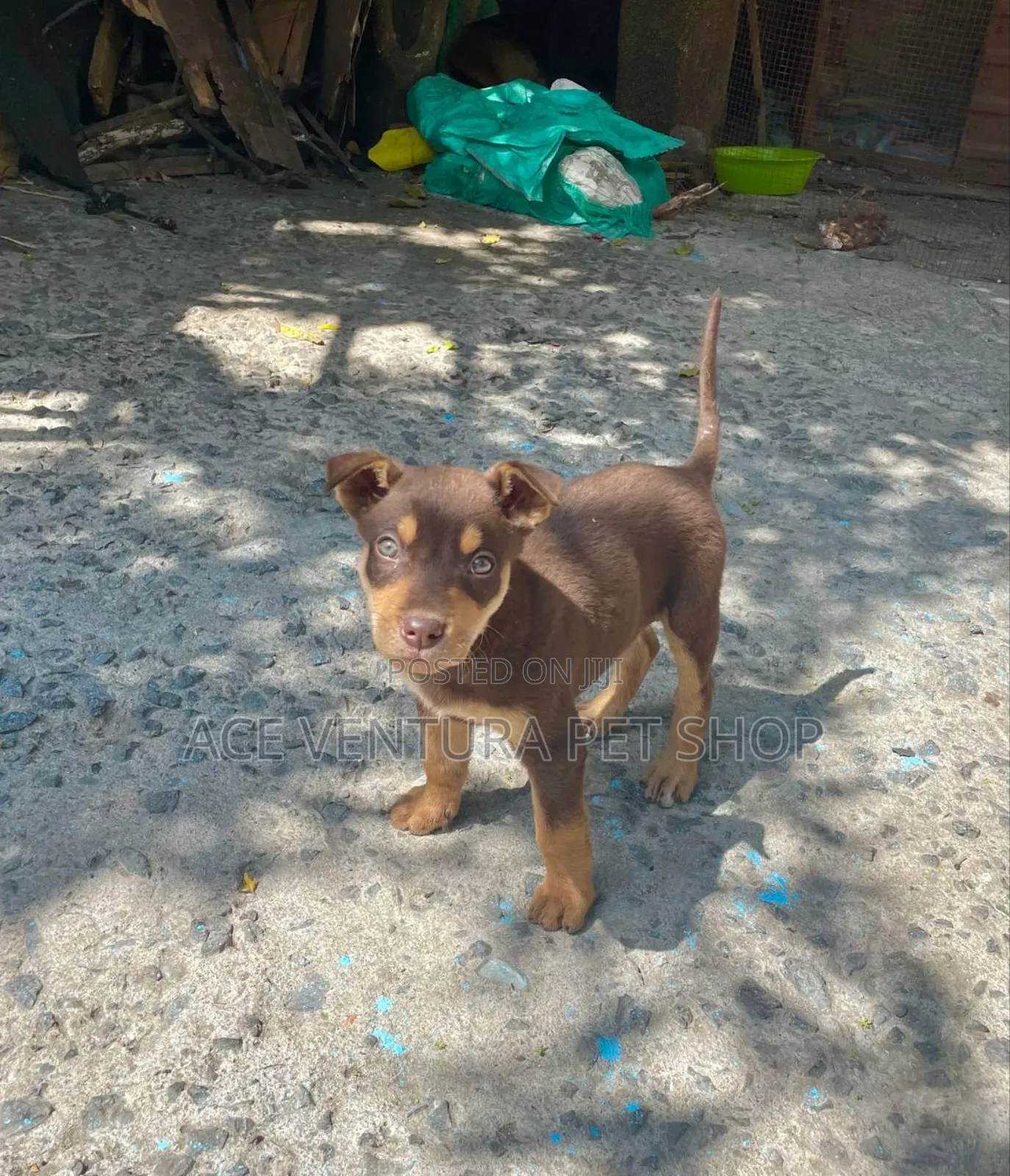 1-3 months Male Purebred American Pit Bull Terrier