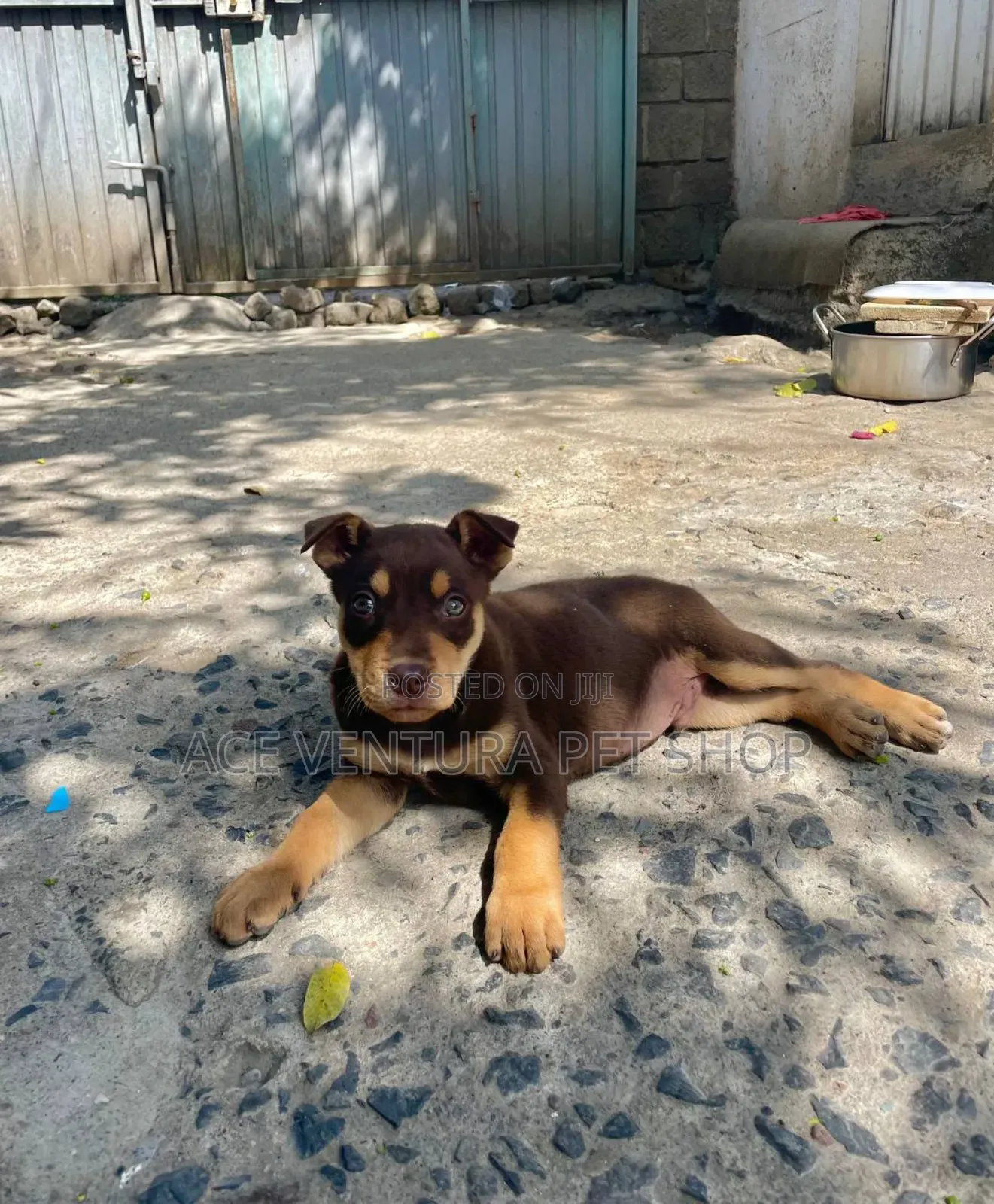 1-3 months Male Purebred American Pit Bull Terrier