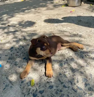 1-3 months Male Purebred American Pit Bull Terrier