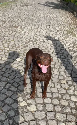 Photo - 1-3 months Male Purebred Bull Terrier