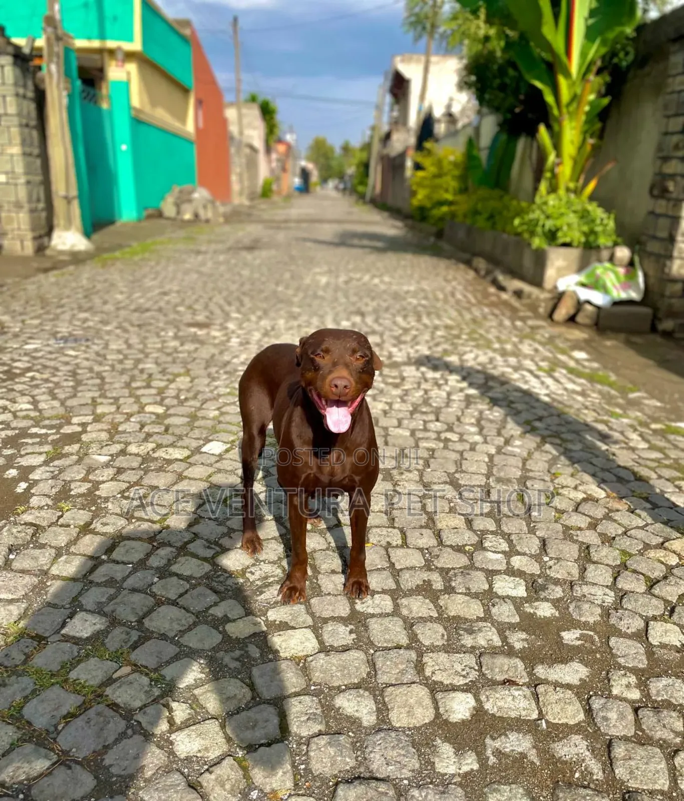 1-3 months Male Purebred Bull Terrier