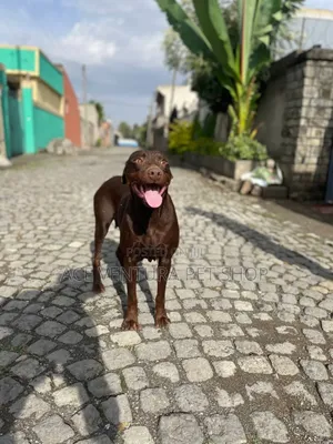 1-3 months Male Purebred Bull Terrier