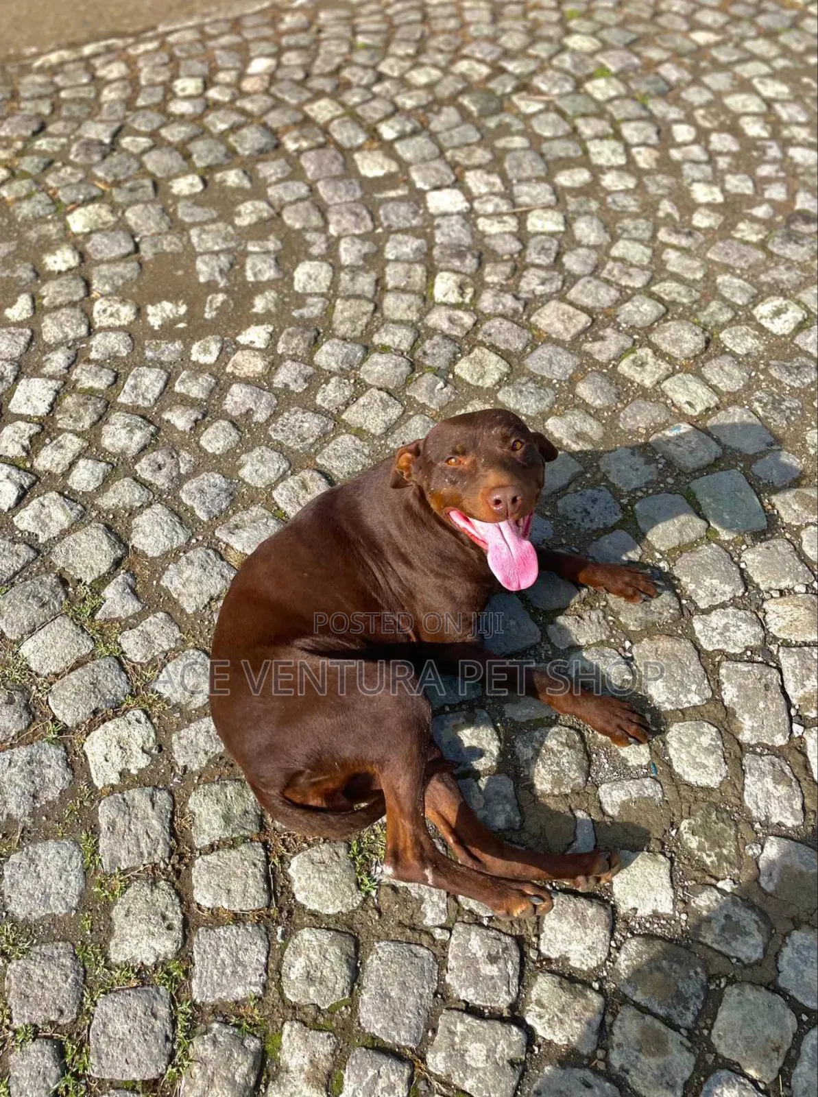 1-3 months Male Purebred Bull Terrier