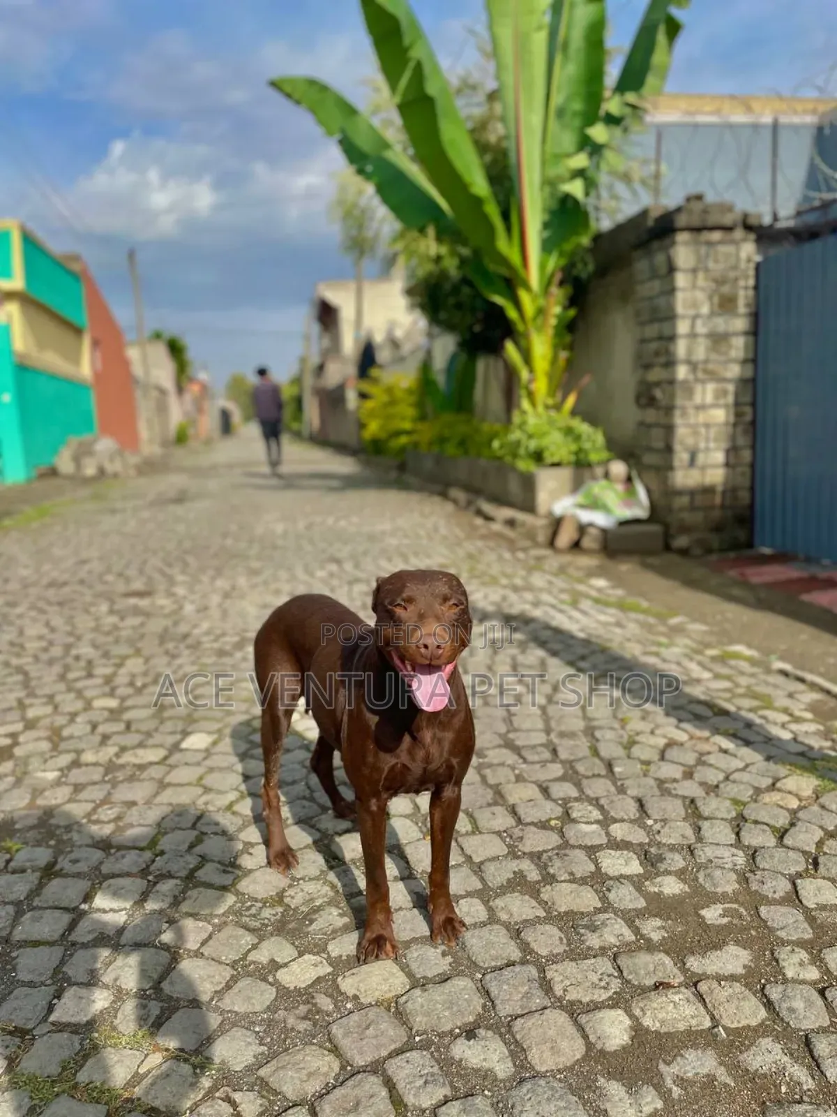 1-3 months Male Purebred Bull Terrier
