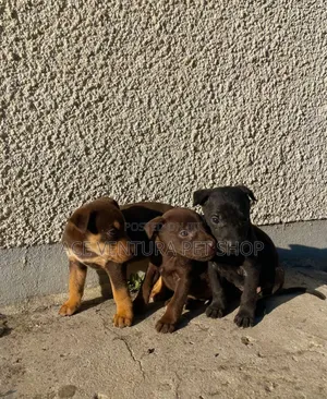 Photo - 1-3 months Male Purebred American Pit Bull Terrier