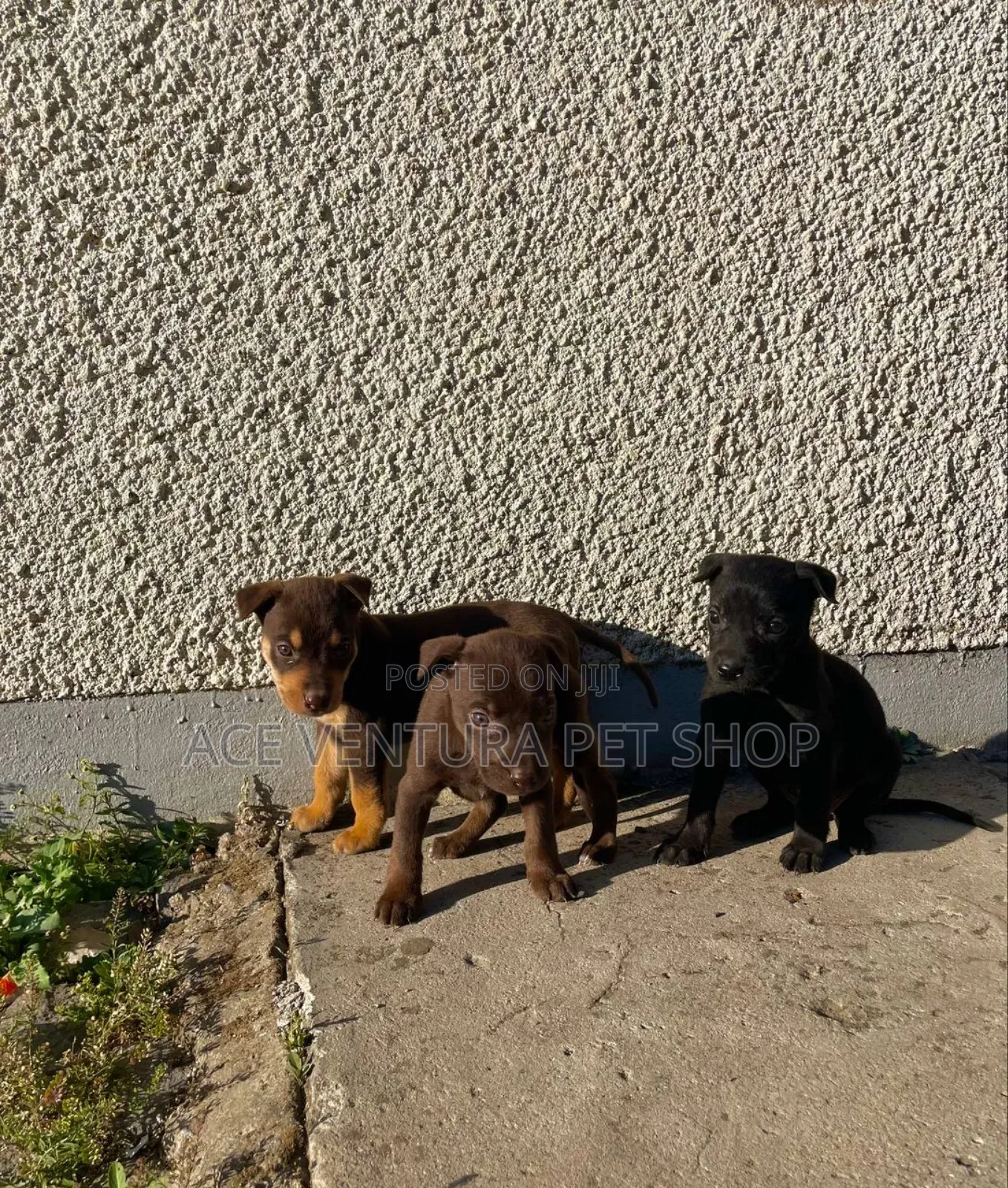 1-3 months Male Purebred American Pit Bull Terrier