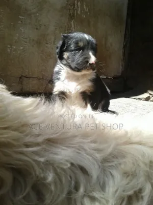 1-3 months Male Purebred Maltese