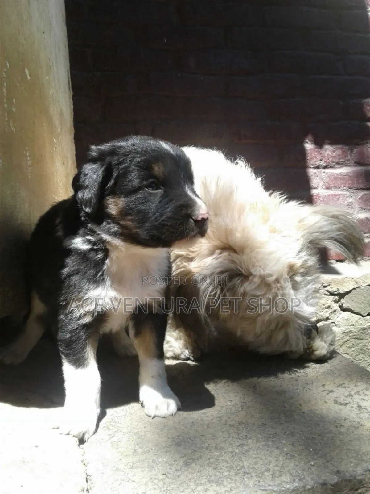 1-3 months Male Purebred Maltese