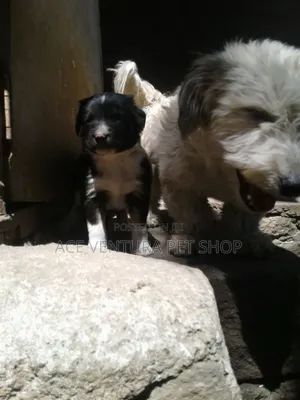 Photo - 1-3 months Male Purebred Maltese