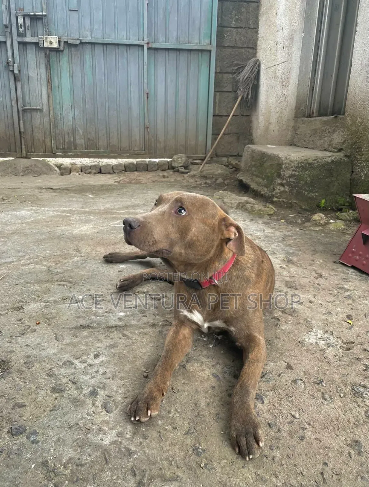 1-3 months Male Purebred American Pit Bull Terrier