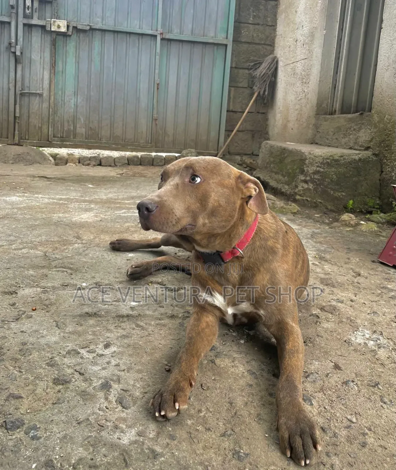 1-3 months Male Purebred American Pit Bull Terrier