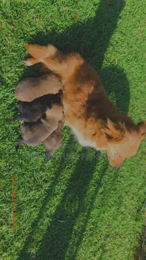 Photo - 1-3 months Male Purebred Maltese