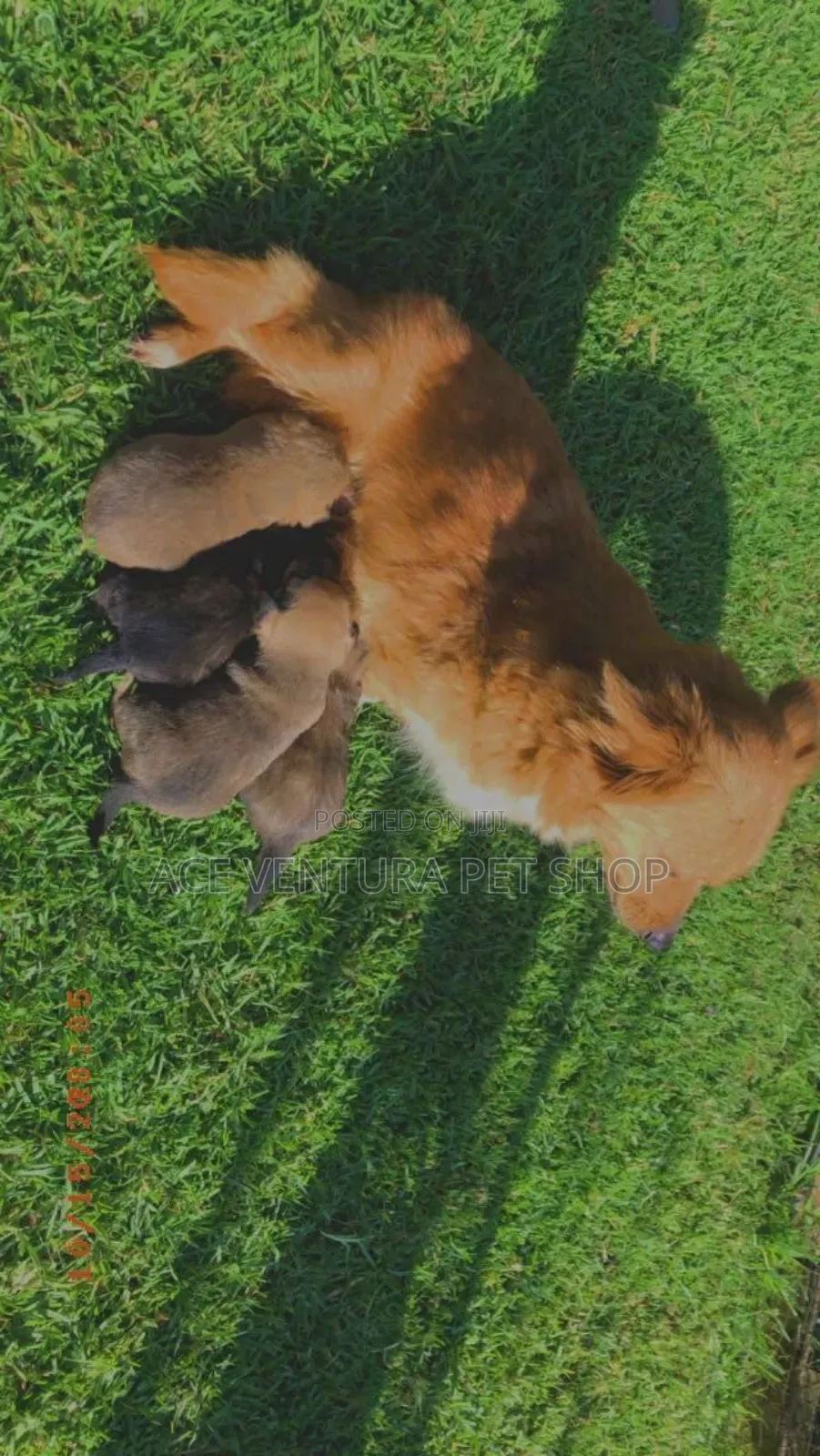 1-3 months Male Purebred Maltese