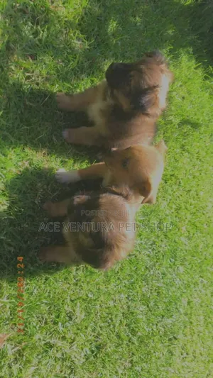 1-3 months Male Purebred Maltese