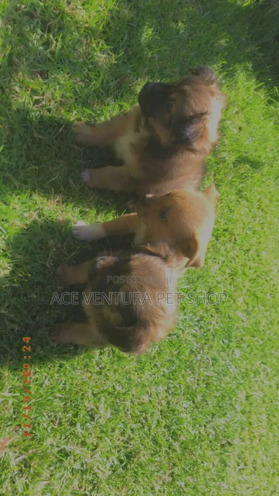 1-3 months Male Purebred Maltese