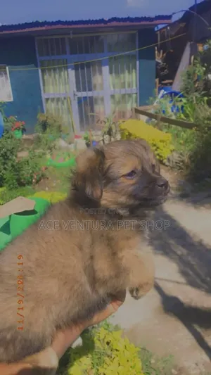 1-3 months Male Purebred Maltese