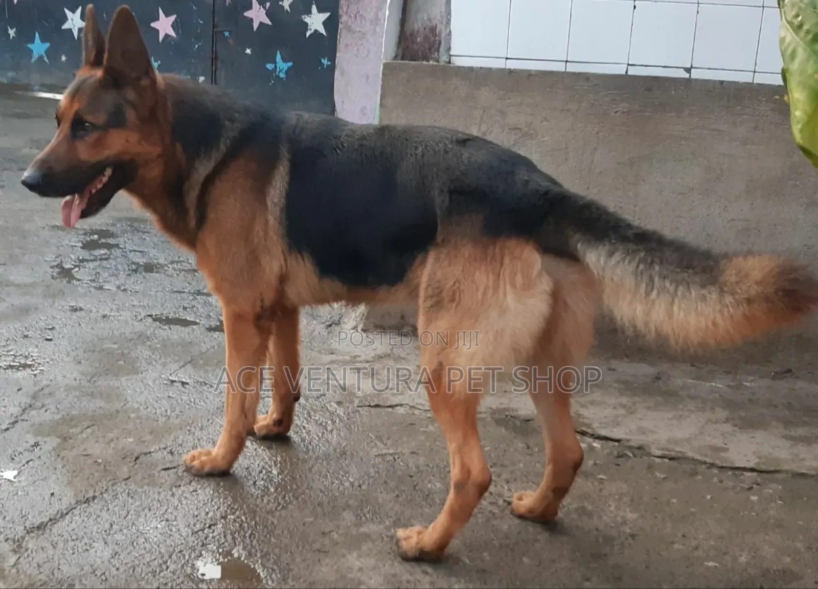 1-3 months Male Purebred German Shepherd