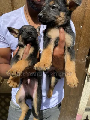 1-3 months Male Purebred German Shepherd