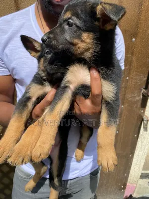 Photo - 1-3 months Male Purebred German Shepherd