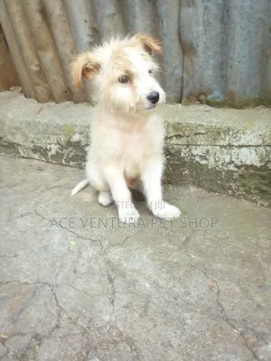 Photo - 1-3 months Male Purebred Maltese