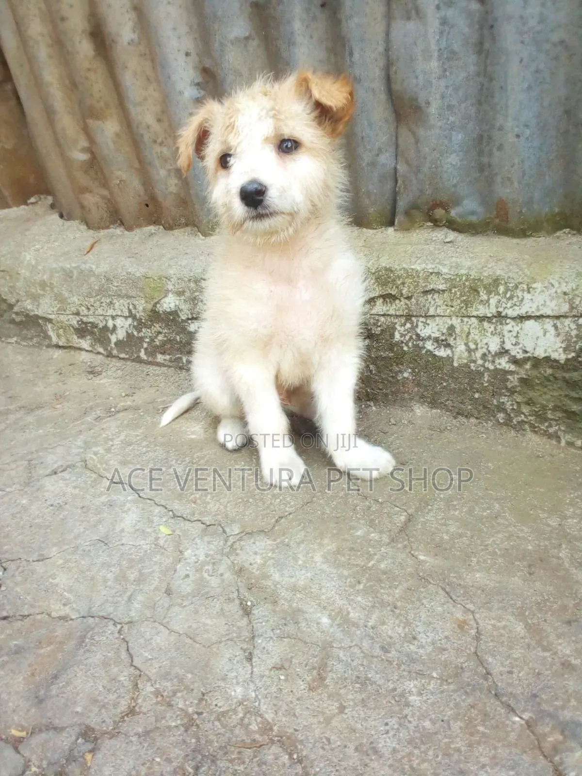 1-3 months Male Purebred Maltese