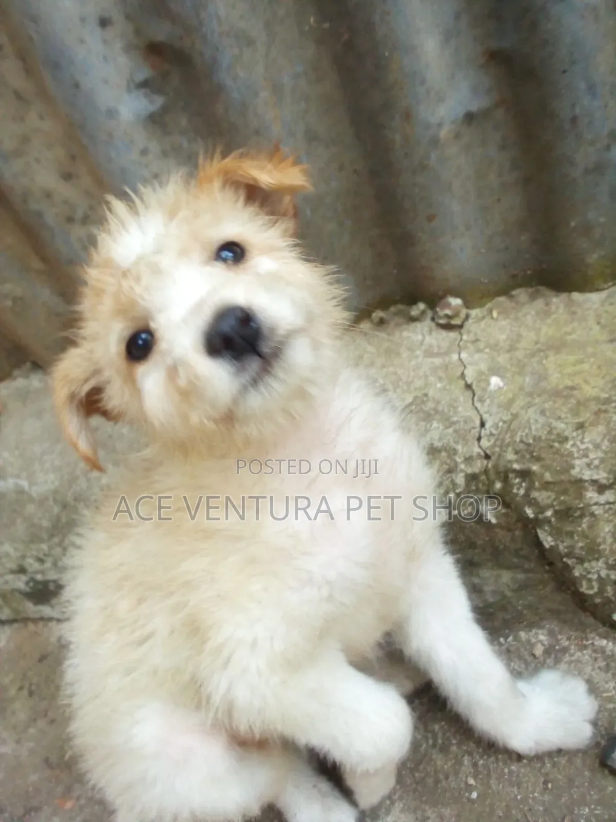 1-3 months Male Purebred Maltese