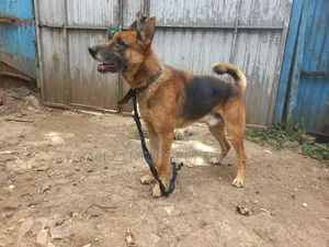 Photo - 1-3 months Male Purebred German Shepherd