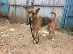 1-3 months Male Purebred German Shepherd