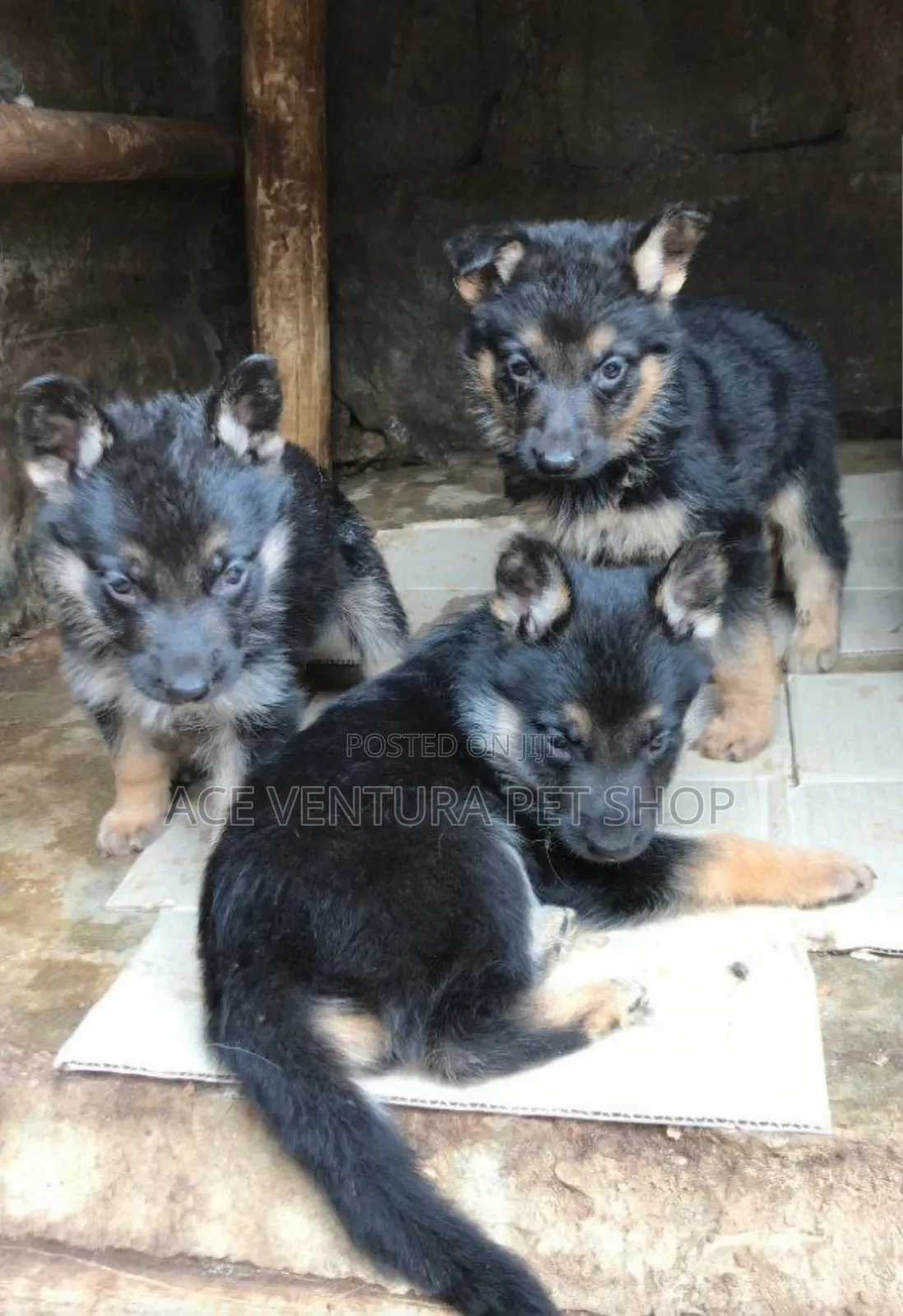 1-3 months Male Purebred German Shepherd