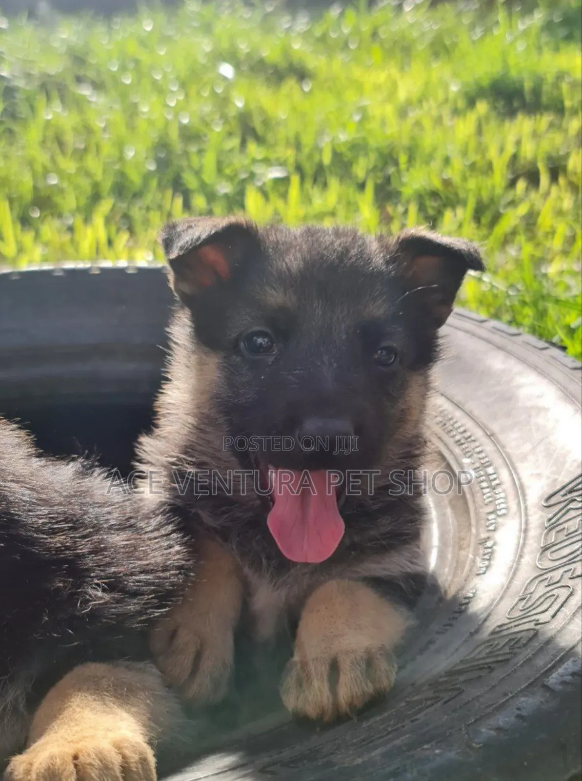 1-3 months Male Purebred German Shepherd