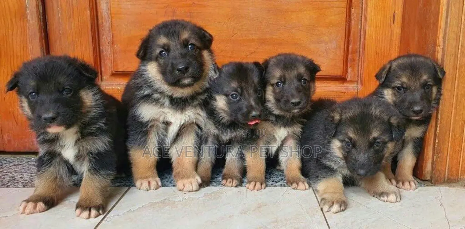 1-3 months Male Purebred German Shepherd