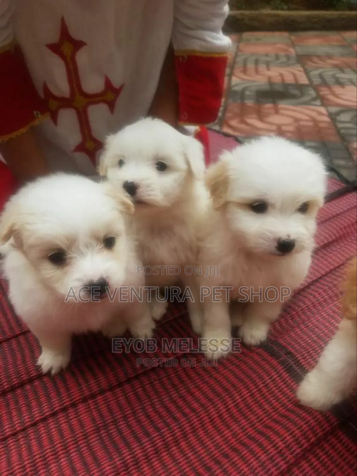 1-3 months Male Purebred Maltese