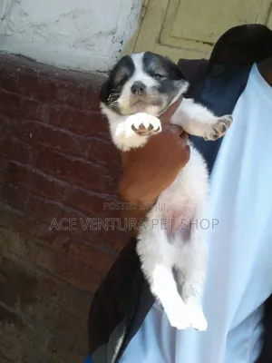 Photo - 1-3 months Male Purebred Maltese